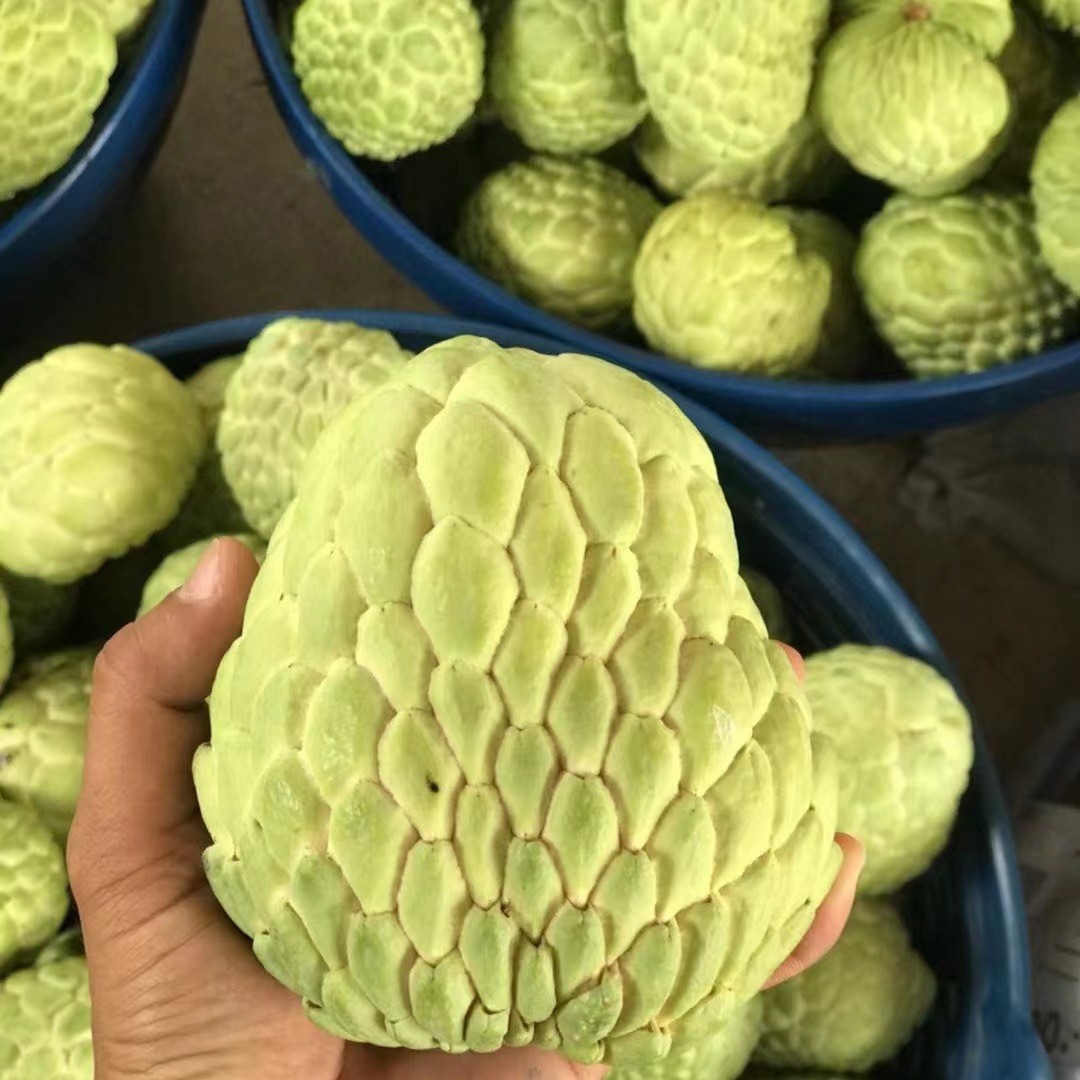 Гуанчжоу Цзяньнань Оптовая Прямая Доставка [] Тайский Большеглазый Фрукт Сакьямуни Импортированный Папайя 5кг Свежие Фрукты Специального Класса