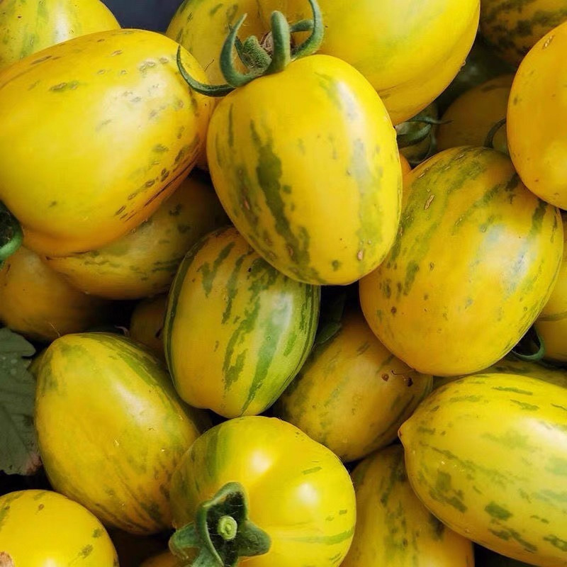 Fresh Northeastern Fruits: Red and Yellow Tiger-Skinned Small Tomatoes, Newly Opened Spring Peach Tomatoes, and Flower-Skinned Tomatoes