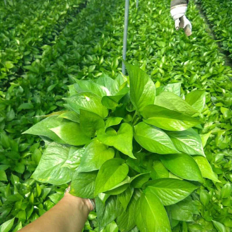 Green Radish Hydroponic Wholesale Potted Plants Indoor Easy to Grow Green Radish Green Basket Plant Large Leaf Green Radish 180 Green Basket