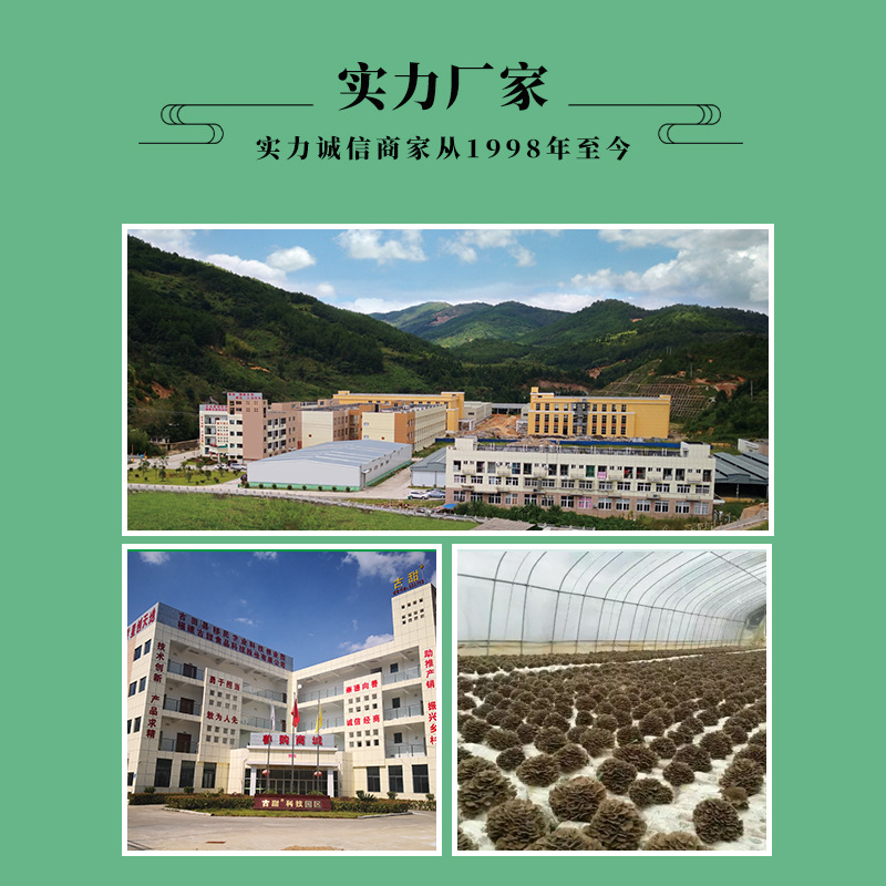 [Guxi] dried products ash tree flower maitake boiled maitake various specifications export products restaurant ingredients