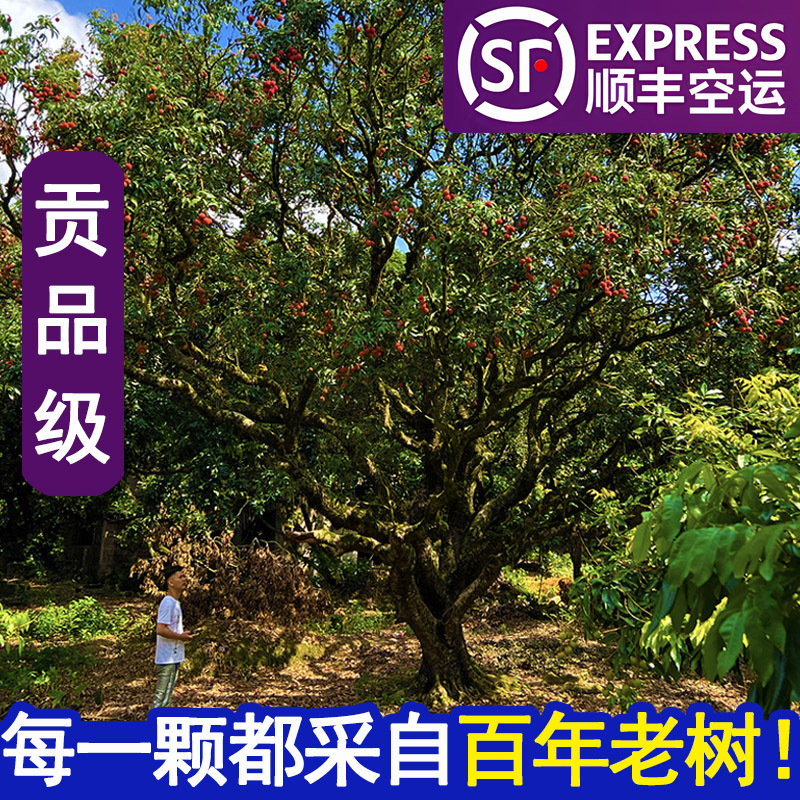 Fresh Glutinous Rice Cakes with Lychee Flavor from Gaozhou, Guangdong, Seasonal Produce