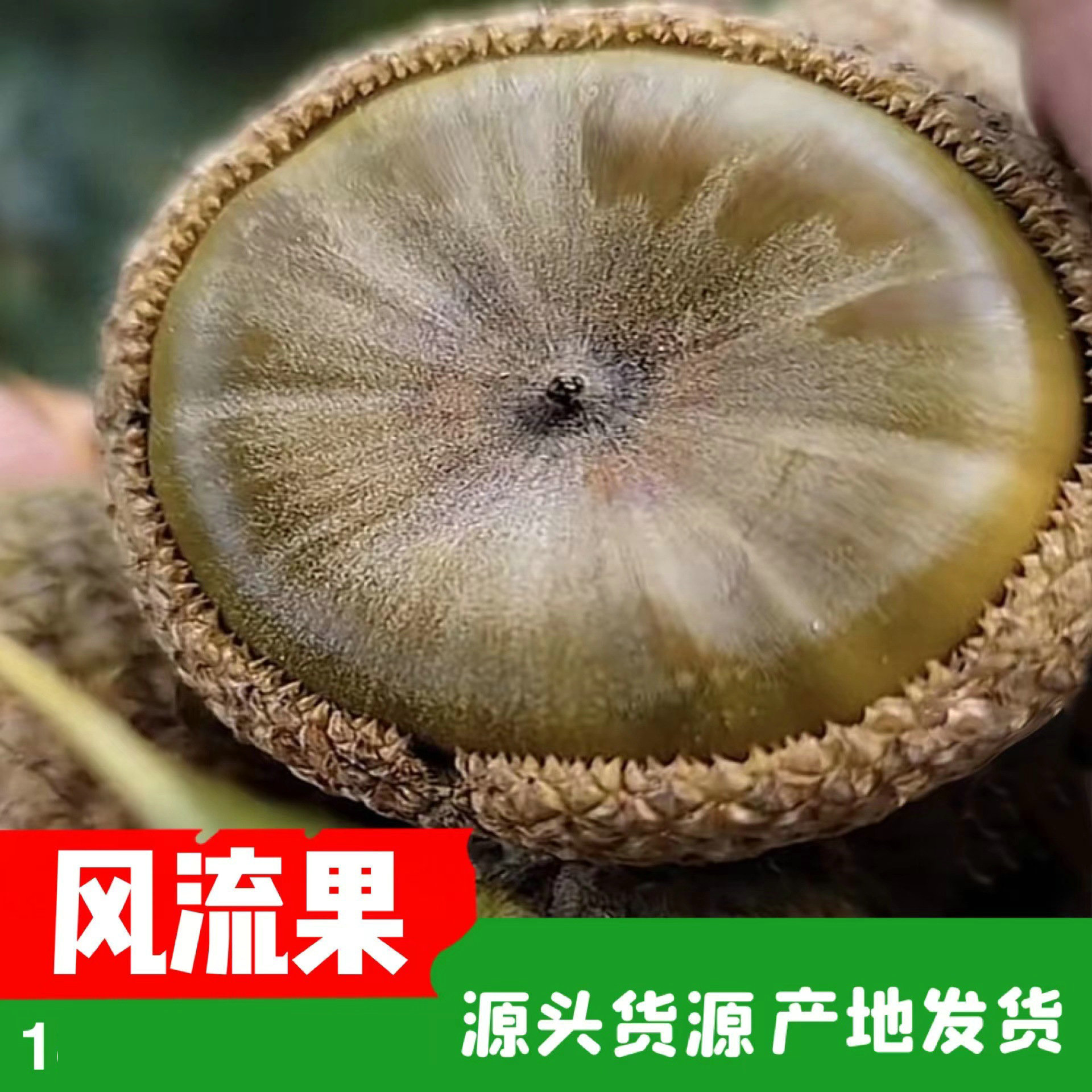 Гуанси, прямые волосы, фрукт Фенглю, оптовая продажа, ингредиенты вина из фрукта Фенглю, новые товары на рынке и большой запас в течение года