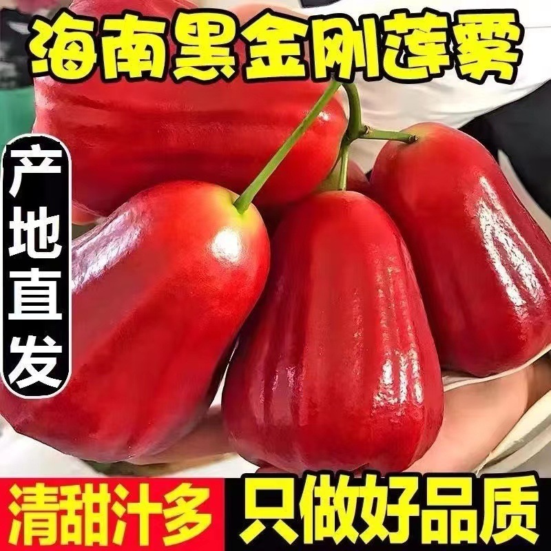 Sf Black Diamond Lotus Mist Fresh Tropical Fruit Whole Box Seasonal Extra Large Fairy Fruit Crispy Sweet Mist Lotus Pregnant Women Gift Box