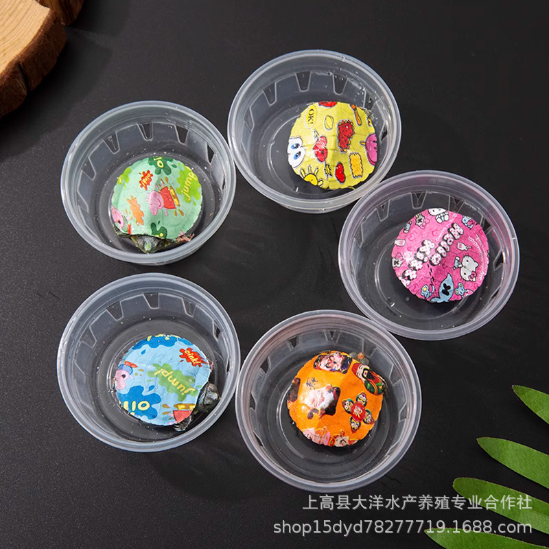 The stall wholesale colorful little turtle pet living creature color small grass turtle colorful viewing Brazilian turtle small color turtle