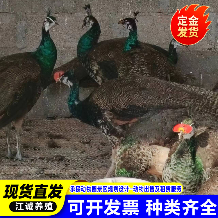 Blue and White Peacock Live Rental Scenic Park Pet Bird Display Live Bird Ornamental Bird Package Live Delivery Rental