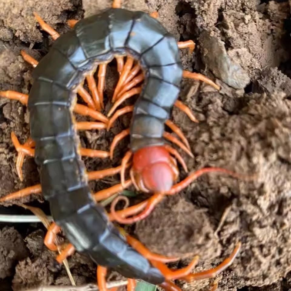 Скорпионы, многоножки, земляные элементы, свежие насекомые, шершни, тараканы, навозные жуки, личинки, черные муравьи