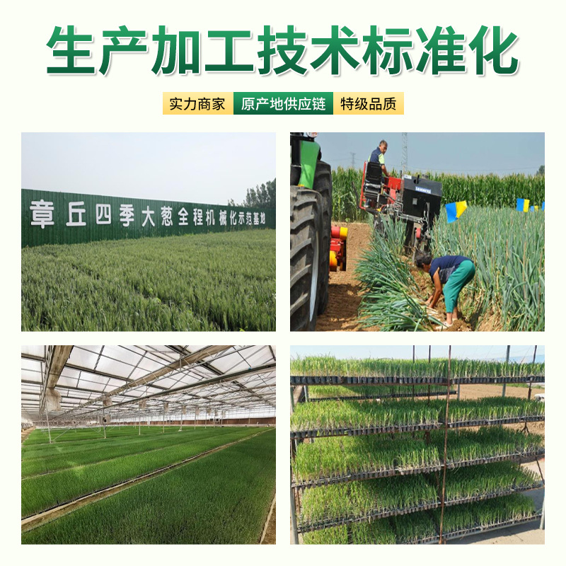 Shandong Zhangqiu Authentic Welsh Onion Postage High White Crisp Sweet Factory Four Seasons Fresh Onions Now Dig Long White Strip Zhangqiu Welsh Onions