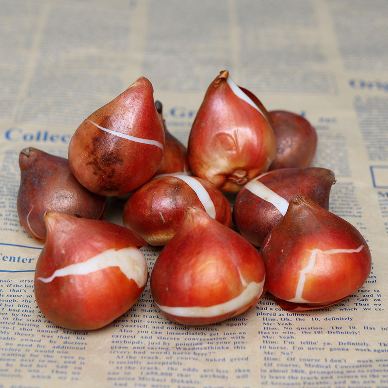 Tulip Bulbs Perennial Flower Seeds Soil Culture Hydroponics Indoor and Outdoor Courtyard Planting Flower Bulbs