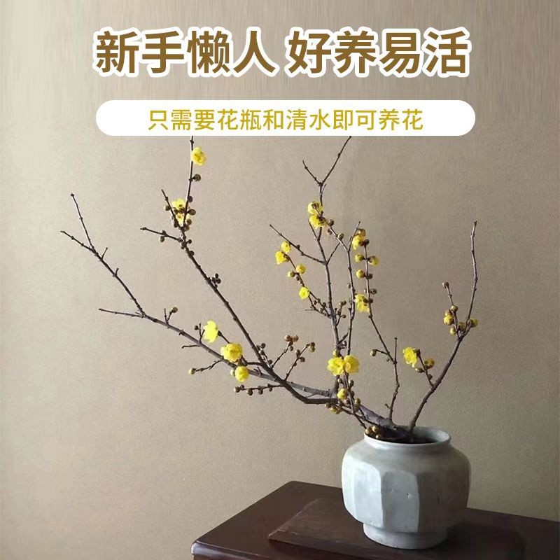 Snow Willow Dead Branches Bloom in Spring, Dry Branches Bloom When Exposed to Water, Hydroponic Flowers Are Easy for Lazy People to Grow, Florals Are Cold-Resistant Green Plant Potted Plants
