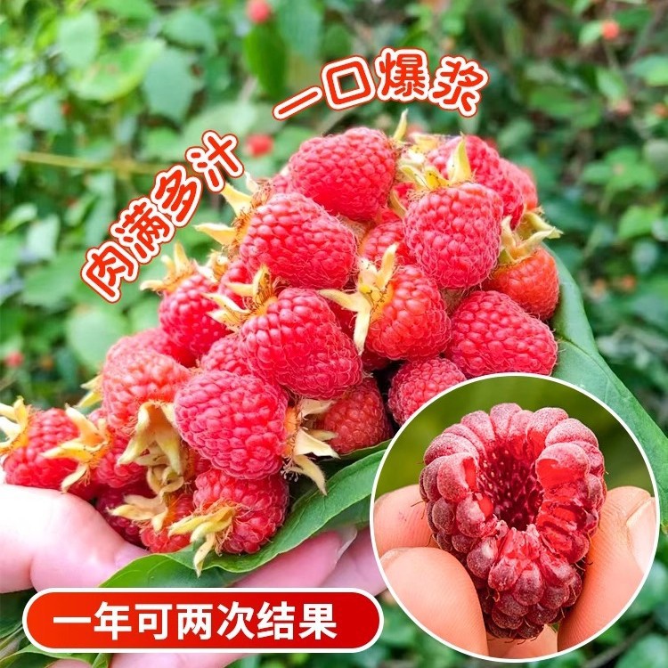 Red Raspberry Seedlings Potted for Planting in the North and South, Indoor Balcony Raspberry Courtyard Ground Planting Fruit Saplings Bearing Fruit in the Same Year