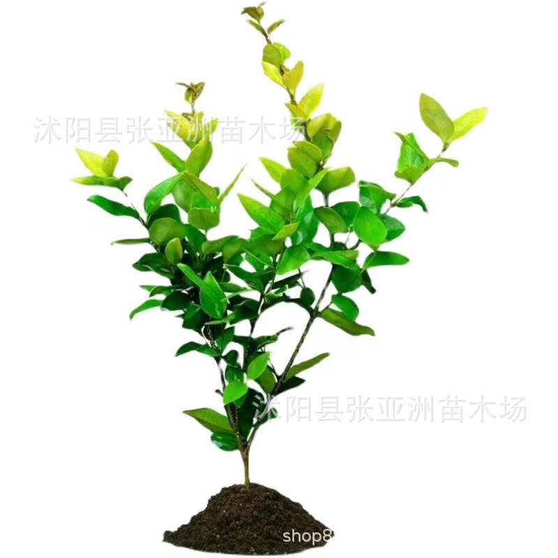 Base Direct Sales of Various Golden Berberis Flower and Color Leaves with High Survival Rate, Ball Court Ground Cover, School Community Hedge