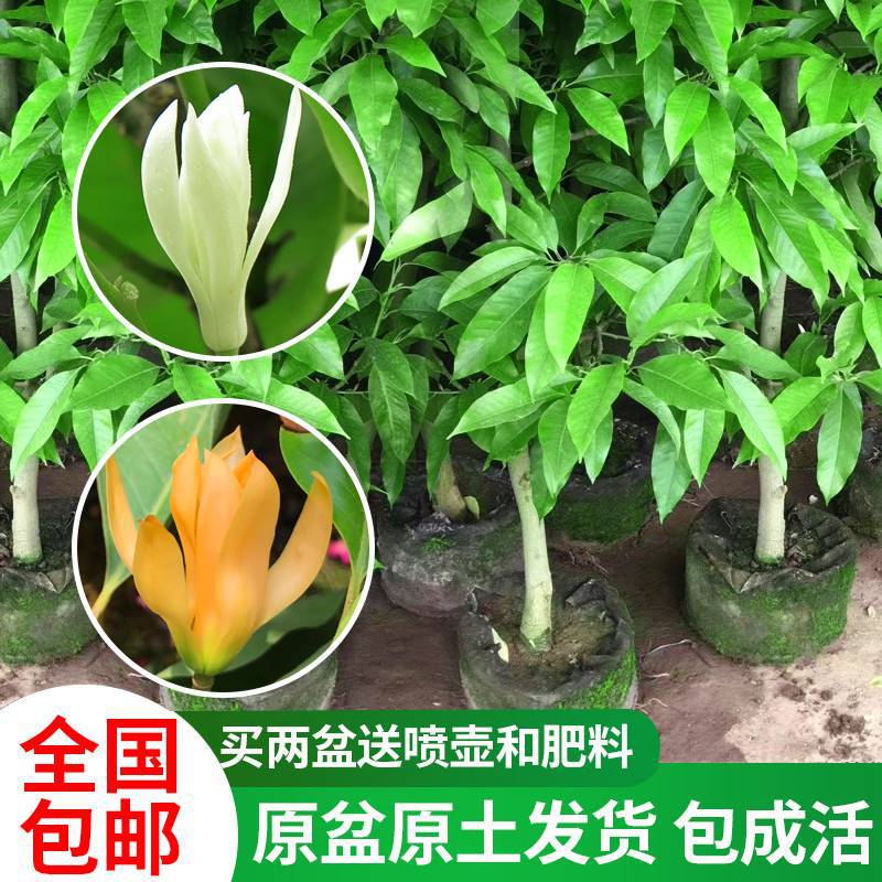 White Orchid Potted Flower Plant Indoor Magnolia Sapling with Buds Blooming Green Plant Strong-Scented Yellow Horn Orchid Easy to Grow