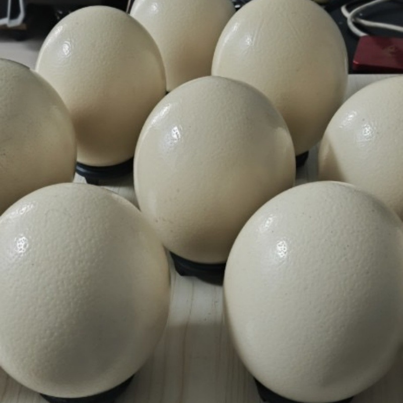 Свежие и съедобные страусиные яйца, подарочная коробка, экстра большие яйца из Африки с подставкой