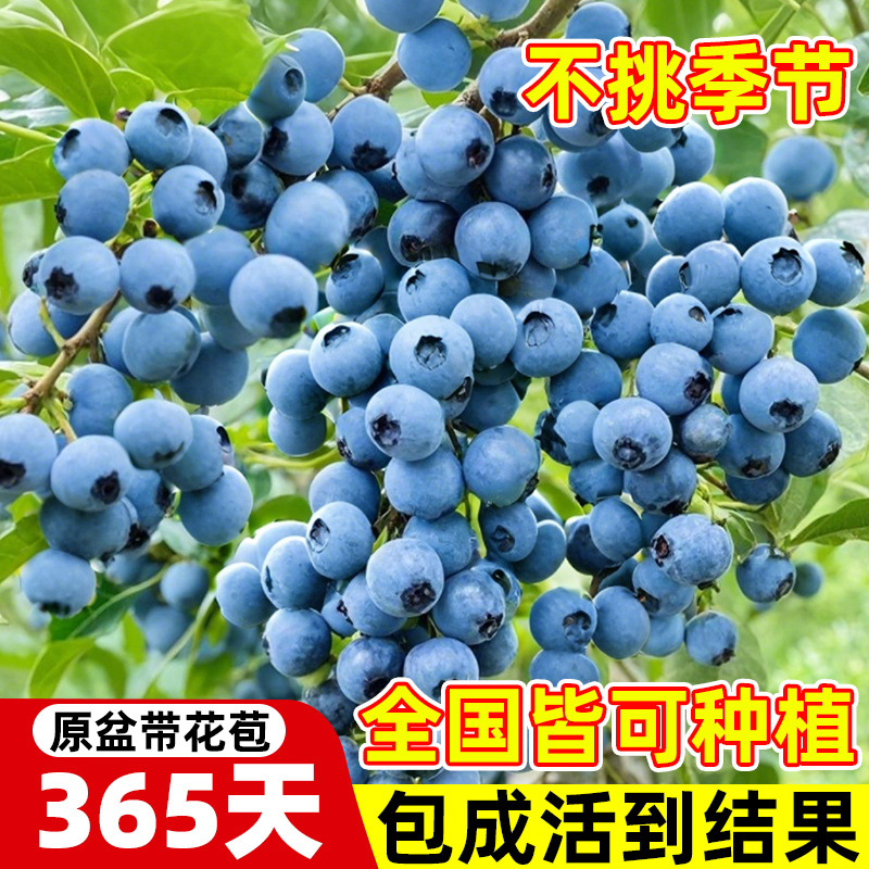 Blueberry Tree Seedlings Extra Large North and South Planting Balcony Potted Plants Northern Fruit Tree Seedlings Fruit Tree Seedlings Blueberry Potted Plants