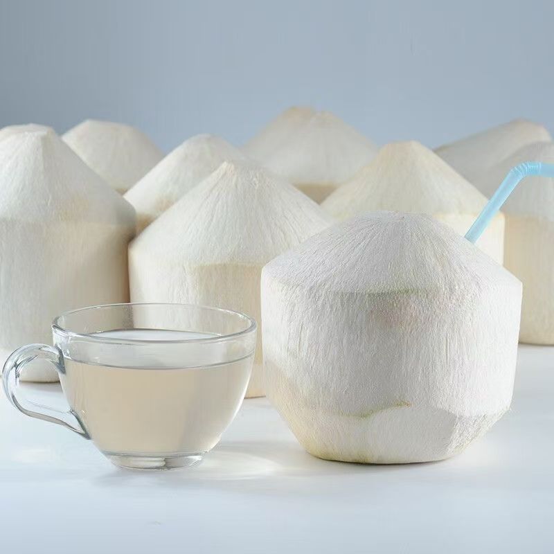 Hainan Coconut Fresh Coconut Green Seasonal Fruit for Pregnant Women Hainan Wenchang Tropical Large Fruit Coconut Juice Wholesale Whole Box