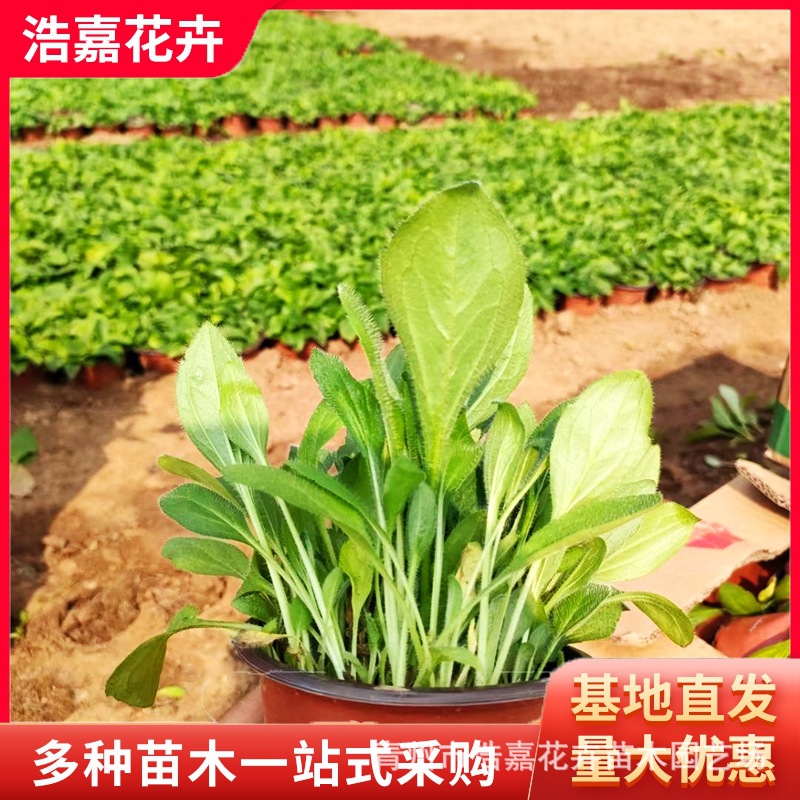 Pine Cone Seedlings Potted Qingzhou Supplies May Day Seedlings Perennial Florals Perennial Pine Cone Seedlings