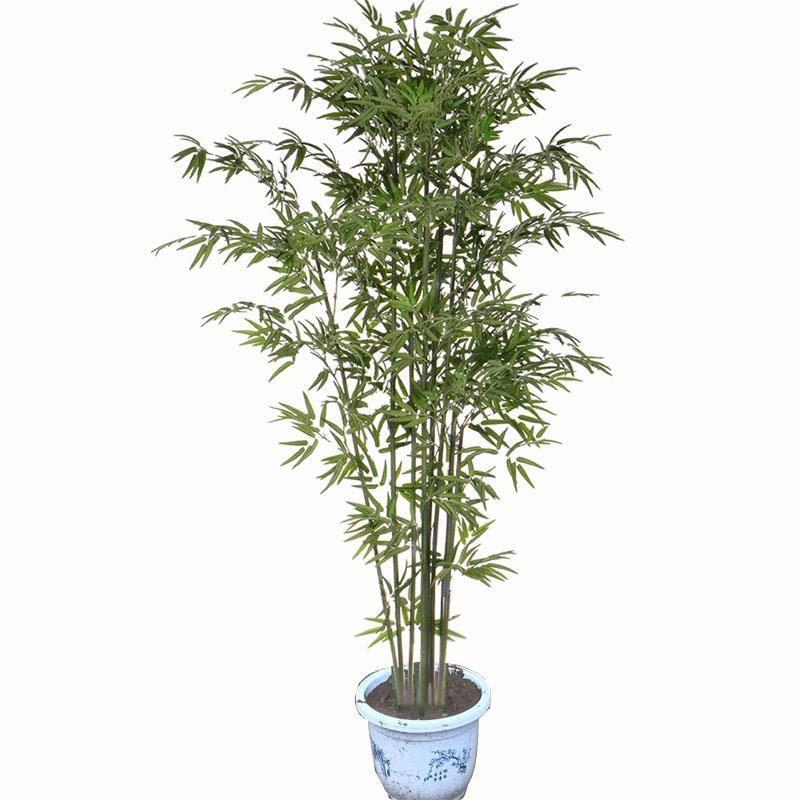 Bamboo Seedlings for Courtyard Greening Plants, Gold Inlaid Jade Bamboo, Purple Bamboo Seedlings, Green Bamboo Seedlings, Moso Bamboo, Arhat Bamboo Seedlings, Large Ground Planting