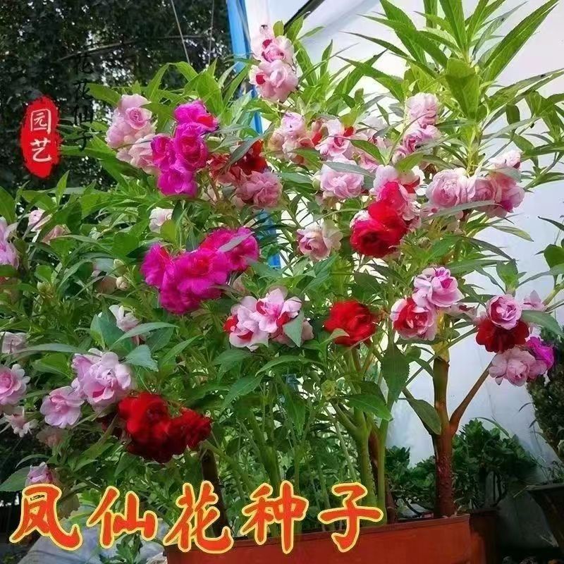 Семена бальзамина, четырехсезонное садоводство, горшечные растения, бальзамин, хна, остро-персиковый красный бальзамин