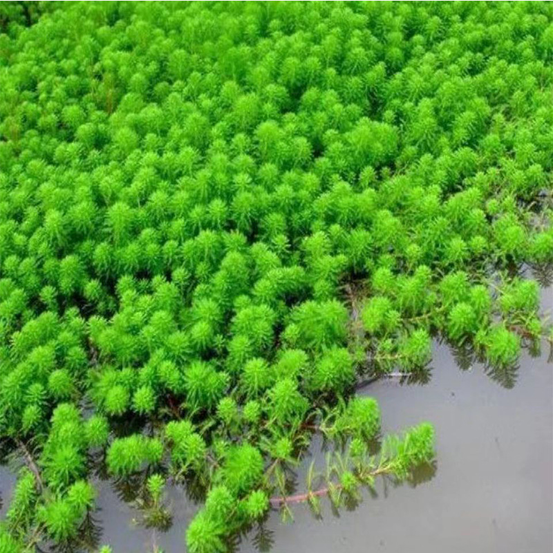 Wholesale submerged plant Chrysanthemum verrilicum chrysanthemum foxtail algae Erethroids Elodae green chrysanthemum all kinds of aquatic plants seedling construction