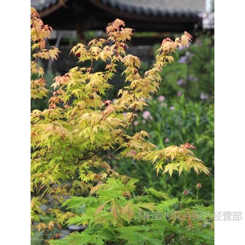 Golden Maple Sapling Potted Orange Dream Jinling Golden Maple Courtyard Balcony Four-Season Foliage Florals Landscape Green Plants