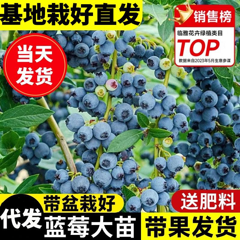 Саженцы голубики, контейнерные растения с плодами, морозостойкие саженцы