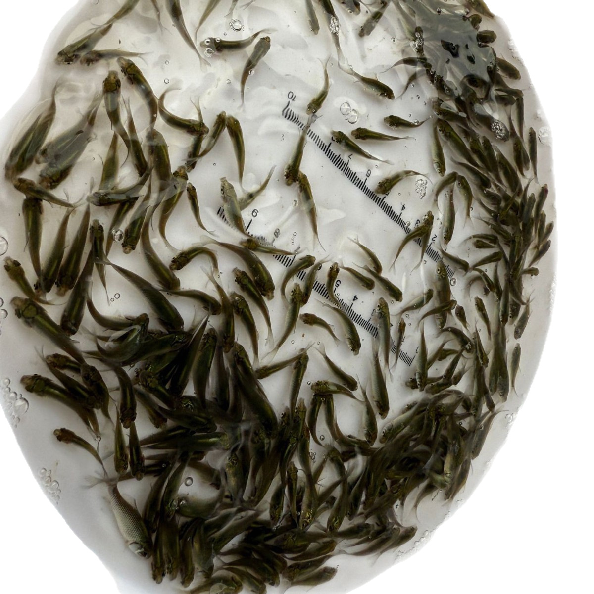 Factory Direct Wholesale of Crucian Carp Fry, All Varieties of Aquatic Fry, One-Stop Wholesale of White and Black Carp, Mandarin Fish, Large Quantities of Freshwater Fish in Stock