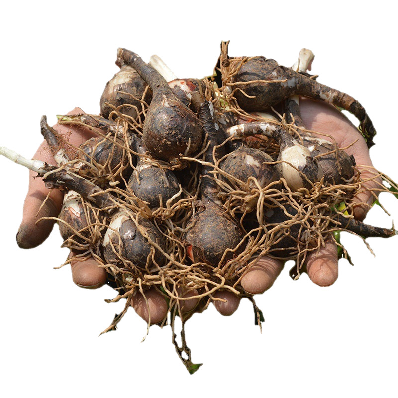 Wind-rain orchid ball pink wind-rain orchid plant potted bulb flower four seasons flowering green plant leek ball seedling wind-rain orchid