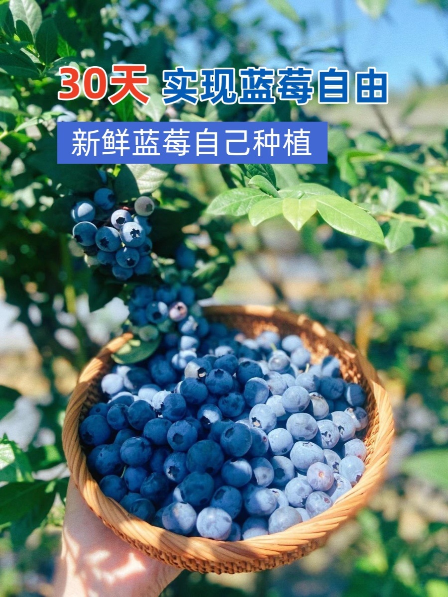 Blueberry Seedlings Potted Blueberry Tree Fruit Seedlings Planted in the North and South All Year Round Fruit Trees Mist Rabbit Eye Extra Large Balcony with Fruit