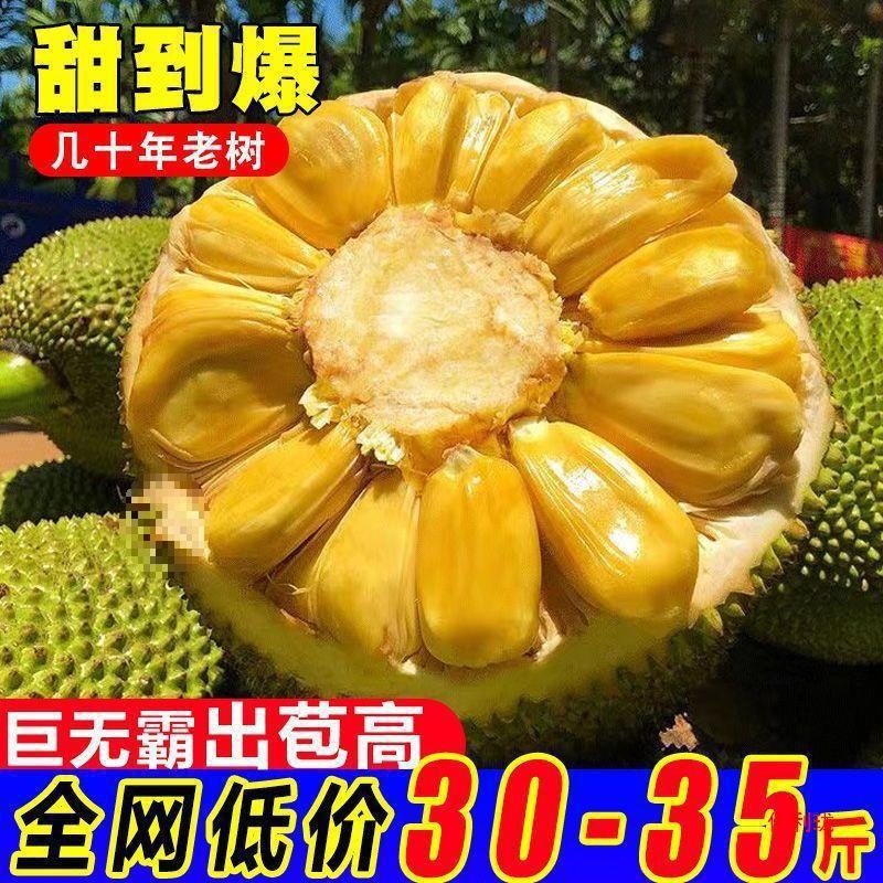 Hainan jackfruit fresh fruit Sanya seasonal pick yellow wood Polo fake durian a whole wholesale postage