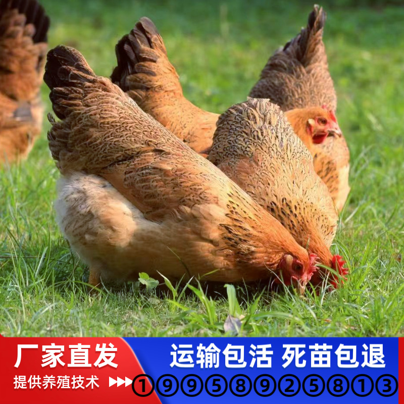Цыплята местной курицы из Гуанси, смешанные с конопляными, тонконогими, желтыми, коричневыми, местными куриными цыплятами, свободно гуляющие