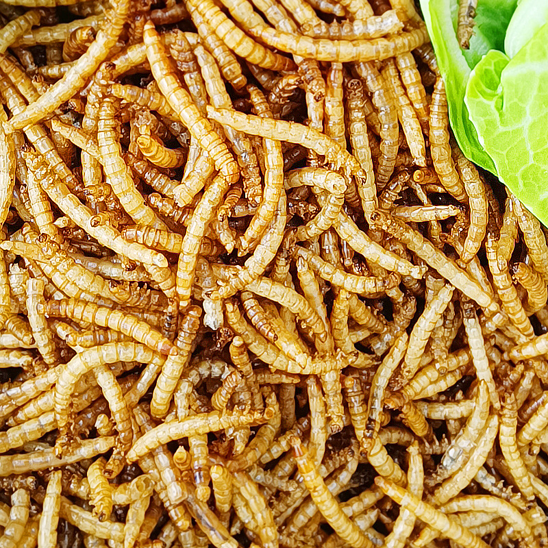 Wholesale Pet Supplies, Dried Yellow Powdered Insects, Dried Bread Insects, Bird Food, Chinchillas, Hamster Snacks, Insect Pet Snacks