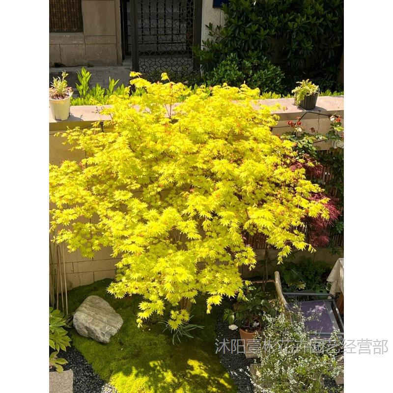 Golden Maple Sapling Potted Orange Dream Jinling Golden Maple Courtyard Balcony Four-Season Foliage Florals Landscape Green Plants