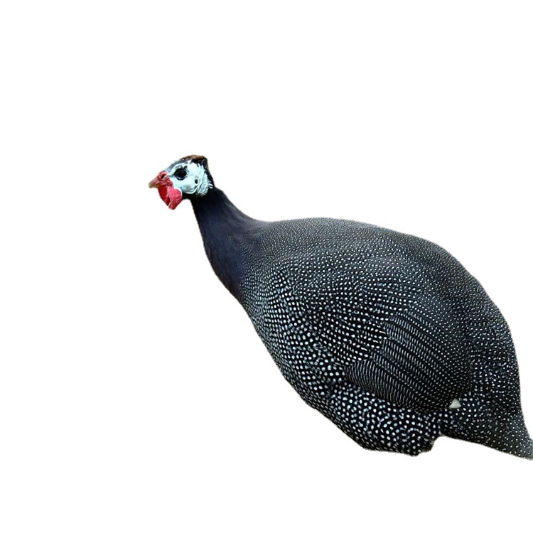 Guinea Fowl Live Seedlings, Rare Birds, Magpie Pheasant, Quail Seedlings, Colorful Pheasant, Imperial Concubine Chicken Seedlings, Native Chicken Seedlings