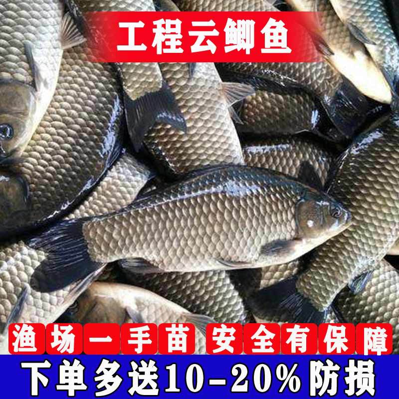 Crisp Crucian Carp Live Fish Fry for Freshwater Aquaculture, Edible Zhongke No. 5 Large Variety Project Cloud Crucian Carp, Golden Crucian Carp, Native Crucian Carp Fry