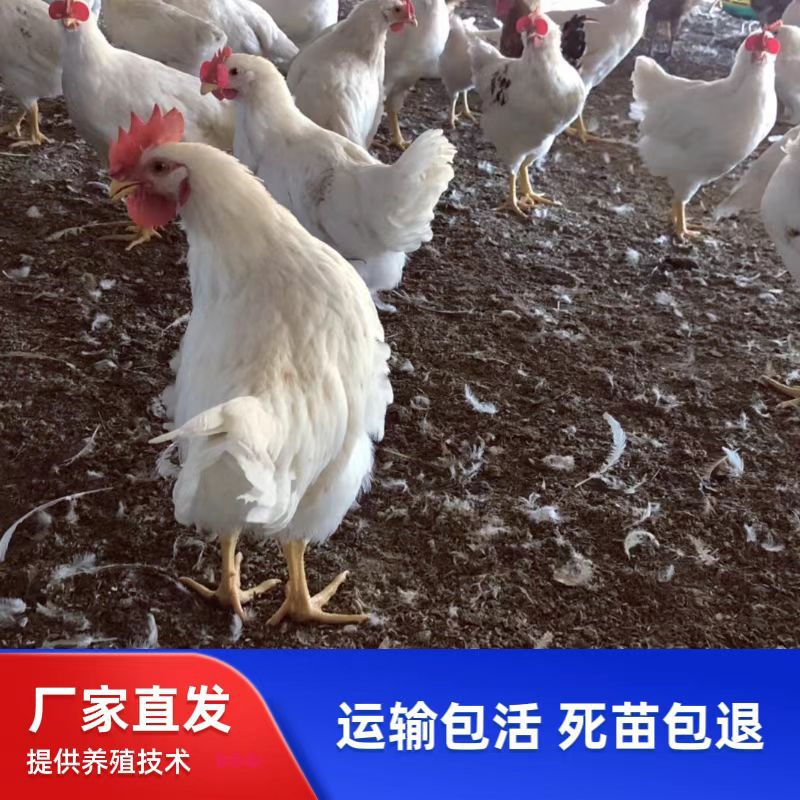 Оптовая продажа цыплят с белыми перьями, местные куриные цыплята, быстрорастущие бройлерные цыплята