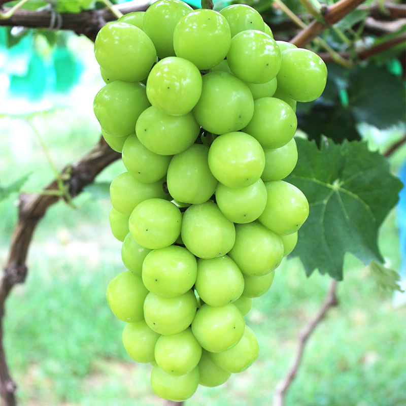 Sunshine Rose Grape 2.5kg Qingwang Grape Fresh Seedless Grape Fragrant Green Fruit Fresh Seasonal Whole Box