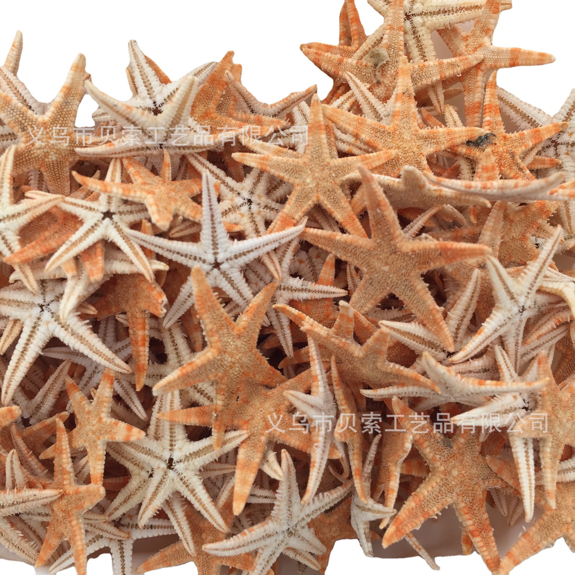 Study Natural Starfish Shell Conch Decoration Shell Conch Wholesale DIY Starfish Crafts