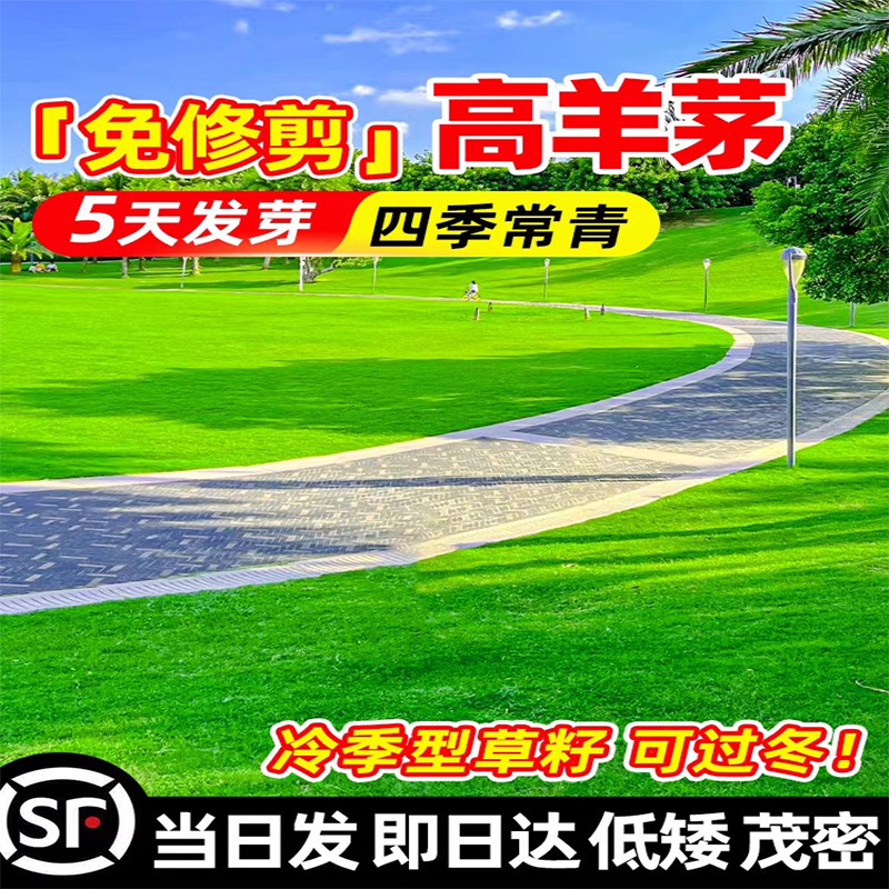 Tall Fescue Grass Seeds, Cold-Resistant Lawn Seeds, Four-Season Green Slope Protection, Greening, Ryegrass, Bluegrass, Trampling-Resistant Garden Grass