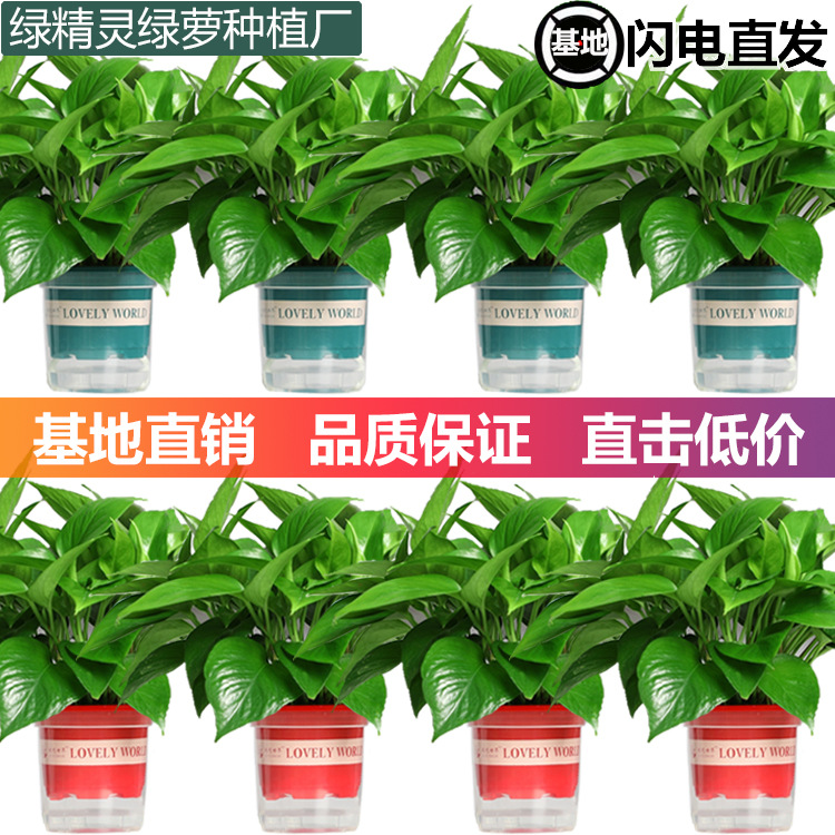 Зеленая редька горшечное растение для офиса гидропонные зеленые растения очищают воздух цветы зеленая корзина орхидея паук бонсай база оптовая продажа