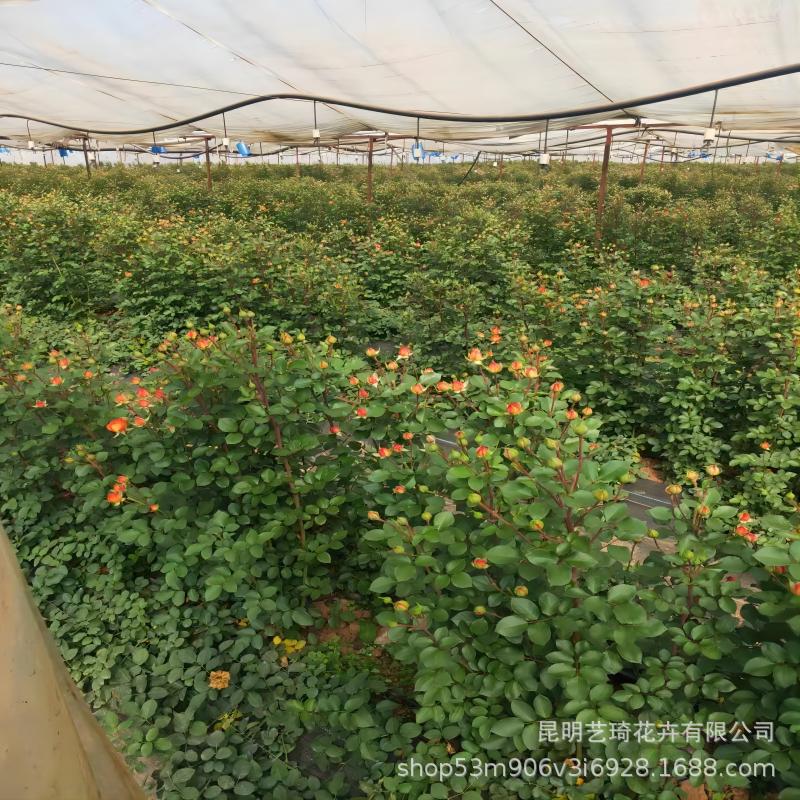 Multi-Headed Roses Yunnan Straight Hair Flower Shop Home Valentine's Day Mother's Day Fresh Cut Flowers Wholesale Dropshipping Real Flowers