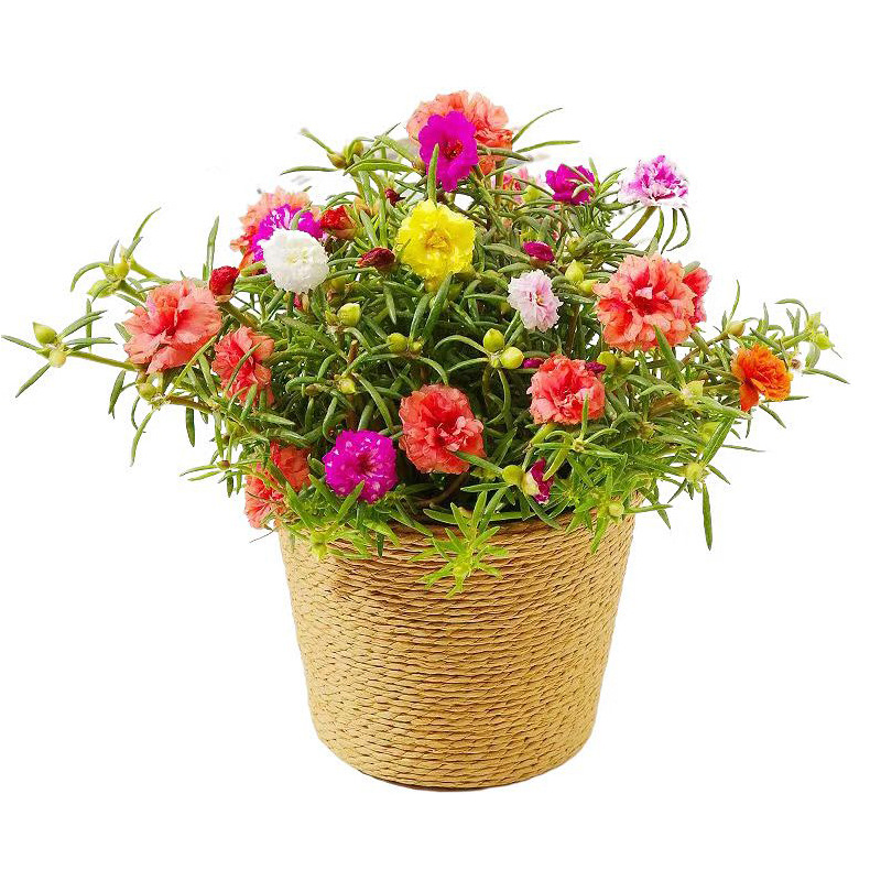 [Electronic Commerce Purchase] Sunflower Seeds, Wildflower Combination Bowl, Lotus Platycodon, Sunflower Seeds, E-Commerce Flower Seed Supply