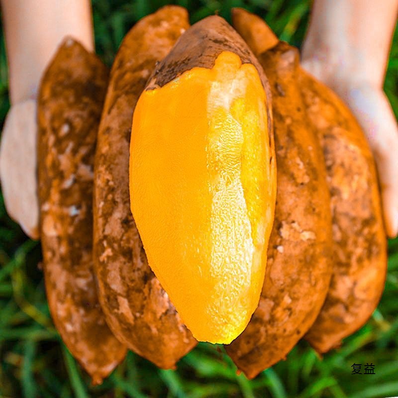 Yunnan Red Heart Tianshan Snow Lotus Root 0.5-5kg Fresh Fruit Seasonal Wholesale Whole Box Wholesale Free Shipping