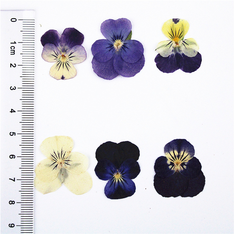 Corner Pansy Dried Flower Embossed Flower Material Bag Real Flower Plant Specimen DIY Handmade Real Flower Table Lamp Photo Frame
