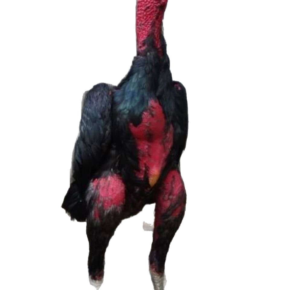 Raising Vietnamese Small Eggs for Fighting Cocks, Central Plains Fighting Cocks, Fertilized Eggs, Burmese Purebred