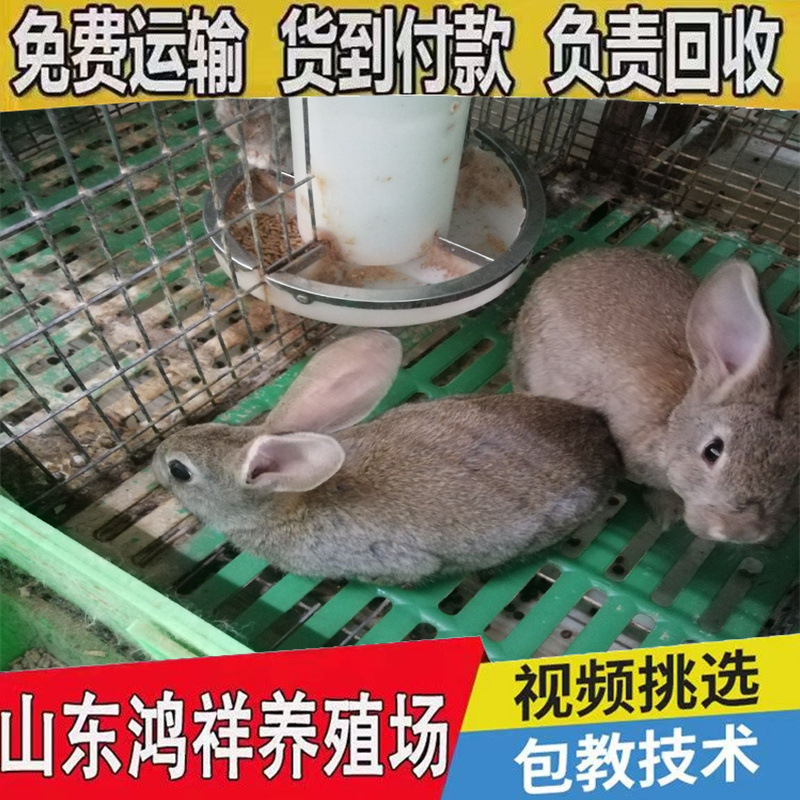 Manufacturer Wholesales High-Quality Belgian Rabbits, Live Meat Rabbits, Special Wholesale Price, Breeding Rabbits, Live Seedlings