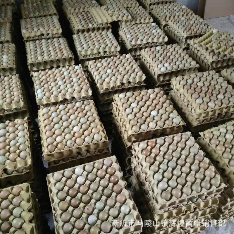 Large Wholesale Fresh Wild Eggs, Colorful Wild Eggs, Colorful Mountain Eggs, Large Quantity, Excellent Price, Fresh Guarantee