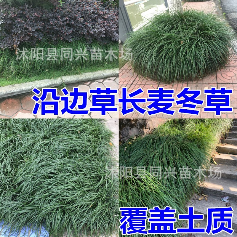 Ophiopogon Japonicus, Jade Dragon Grass, River Grass, Greening and Soil-Free Japanese Dwarf Ophiopogon Japonicus Seedlings, Shade-Tolerant and Easy-To-Survive Ground Cover Plants