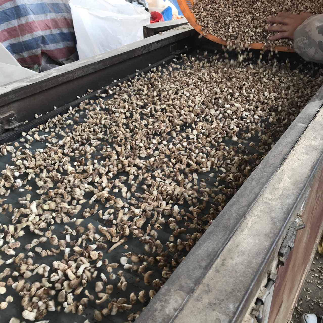 Xixia Shiitake Mushroom Feet Polished Miscellaneous Food Factory Filling Mushroom Agricultural Products Wholesale Market Everyday Supply