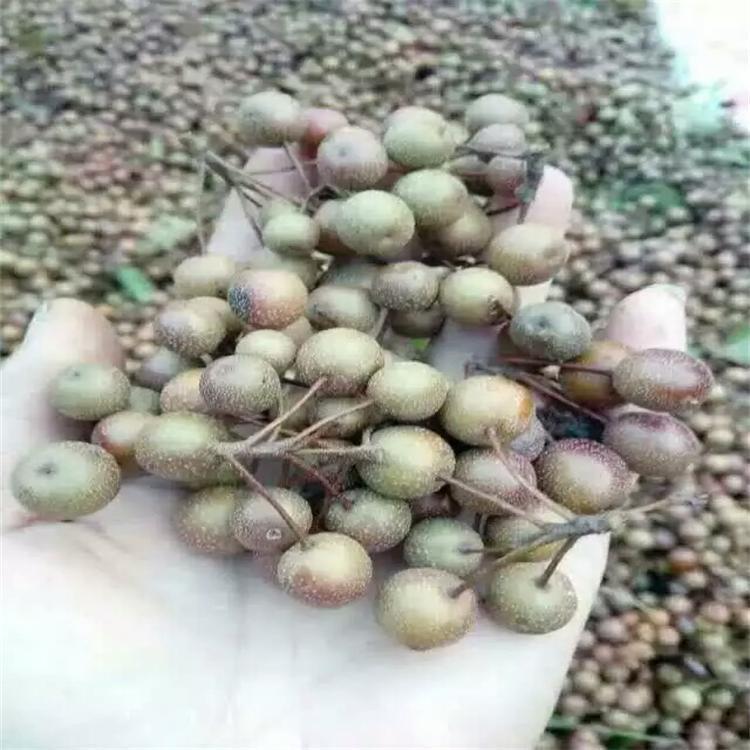 Du Pear Seeds Du Pear Tree Seeds Wholesale New Pear Seeds Pear Pear Tree Seeds Soil Pear Flower Pear Seed Package