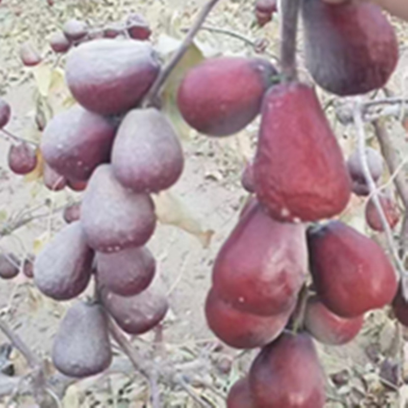 Seven-Star Jujube, Xinjiang Red Jujube, Hotan Jujube, Original Flavor, No Additives, Primary Agricultural Products, Wholesale Price, One Piece Dropshipping